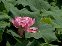 -陈家山荷花公园