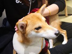 -逗柴咖啡屋·狗咖猫咖宠物桌游