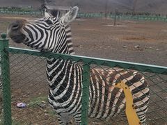 -新疆天山野生动物园