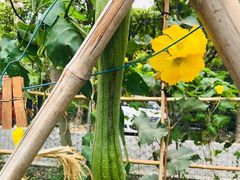 -马陆小张葡萄园农家乐