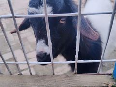 -武汉紫薇都市田园