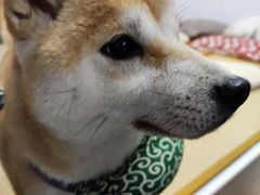 -柴迷FANS CLUB·柴犬狗咖·猫咖
