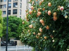 -杭州观成实验学校