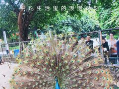 -深圳野生动物园