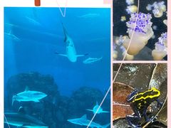 -新加坡海洋生态馆