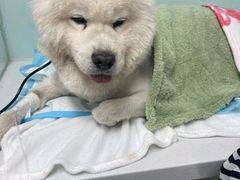 -达爱动物医院·犬猫分区·CT·复杂眼科(远洋山水分院)