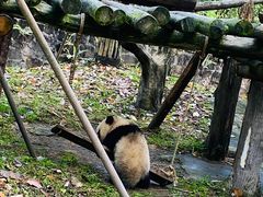 -都江堰中华大熊猫苑