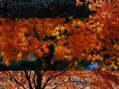 -花开海上生态园