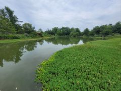 -桤木河湿地公园