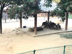 -石家庄市动物园