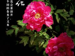-南京古林公园