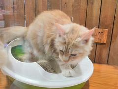 -龟与熊猫宠物公园(南坪店)