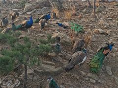 -西霞口神雕山野生动物世界