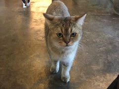 -喵屿·大理花园猫咖