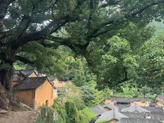 -杨家堂村