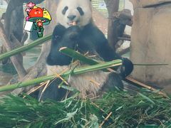 -成都动物园