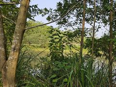 -桤木河湿地公园