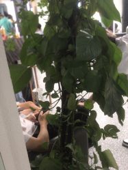 点击看大图 -HD HAIR STYLE