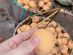 -塘栖枇杷特色园区