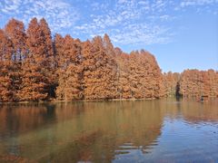 -上海海湾国家森林公园