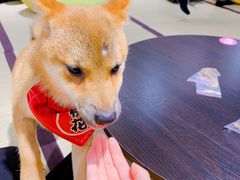 -逗柴咖啡屋·狗咖猫咖宠物桌游