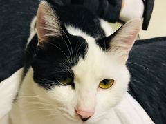 -佳怡动物医院·平价24小时·猫专科骨外科