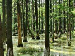 -艾溪湖湿地公园