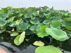 -荷塘月色湿地公园·向阳花洲