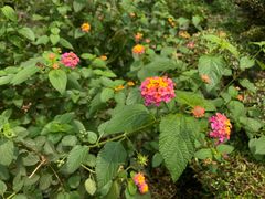-广西壮族自治区药用植物园