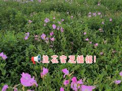 -洋湖国家湿地公园