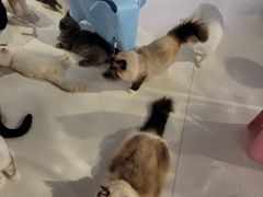 -三花喵·撸猫购宠·宠物生活馆(虹桥南丰城店)