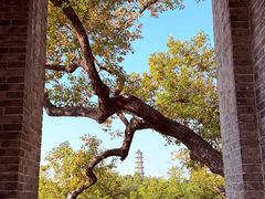 -江心屿景区