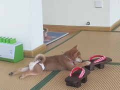 -柴犬小屋·柴餐厅·狗咖食堂(金鼎广场店)