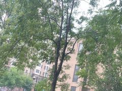 -刘记独流白糕干