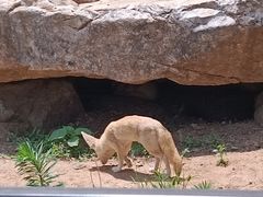 -沈阳森林动物园