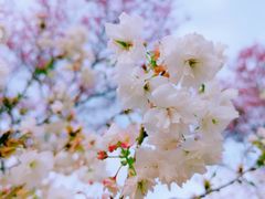 -天适樱花悠乐园