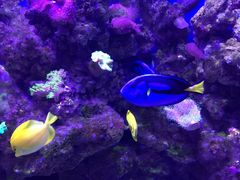 -迪拜水族馆及水下动物园