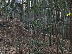 -上海佘山国家森林公园天马山园