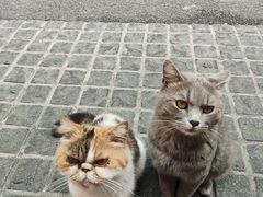 -猫岛主趣味餐厅(鼓浪屿店)