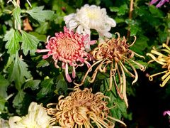 -上海共青森林公园