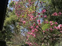 -杭州黄龙洞