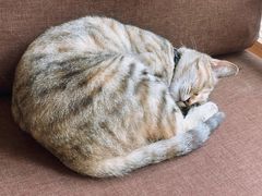 -猫的天空之城概念书店(苏州平江店)