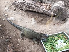 -清迈夜间动物园