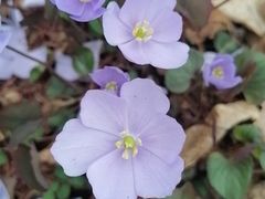 -黑龙江省森林植物园