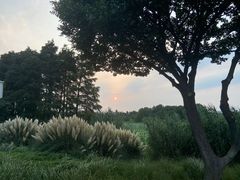 -贡湖湾湿地公园