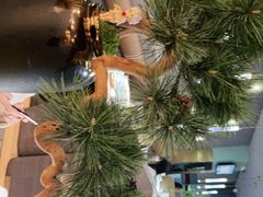 -青花椒花椒鱼(合生汇店)