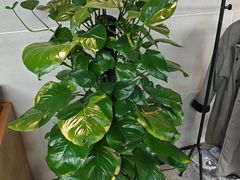 -云川台球(马甸店)