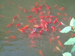 -龚家花园农家乐休闲别墅