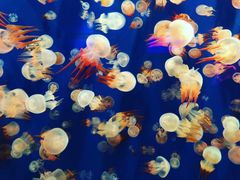 -成都浩海立方海洋公园