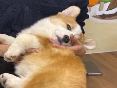 -柯斗斗主题餐厅·狗咖·围炉煮茶·茶饮(国瑞升平里店)